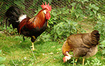 Unsere Hühner im Garten